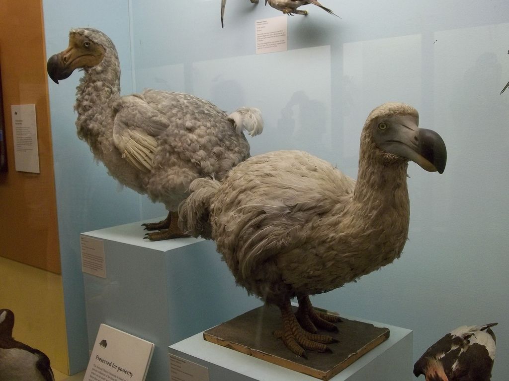 世界上最大的鳥(niǎo)（世界上最大的鳥(niǎo)類是什么鳥(niǎo)）