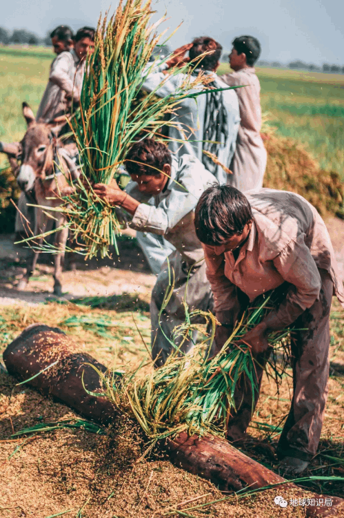 巴基斯坦什么時候建國(巴基斯坦有多少年歷史了)