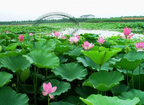 安新縣屬于哪個市