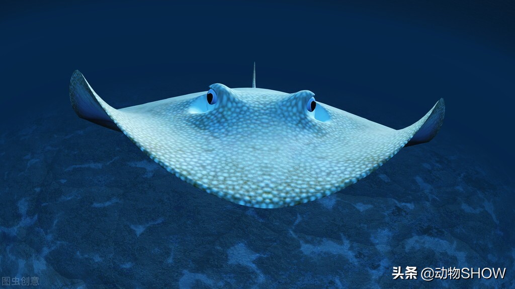 世界上最大的魚（世界上最可愛的魚）