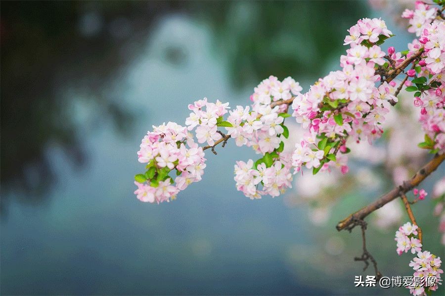 清明節為什么要掃墓 (清明節掃墓的由來和意義)