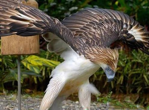 世界上最大的動(dòng)物(世界上最大的動(dòng)物是哪一種)