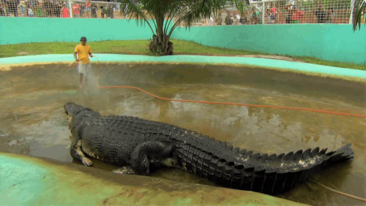世界上最大的鱷魚(yú)(世界上最大的鯊魚(yú))
