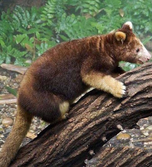 世界上最珍貴的動物（什么動物最珍貴）