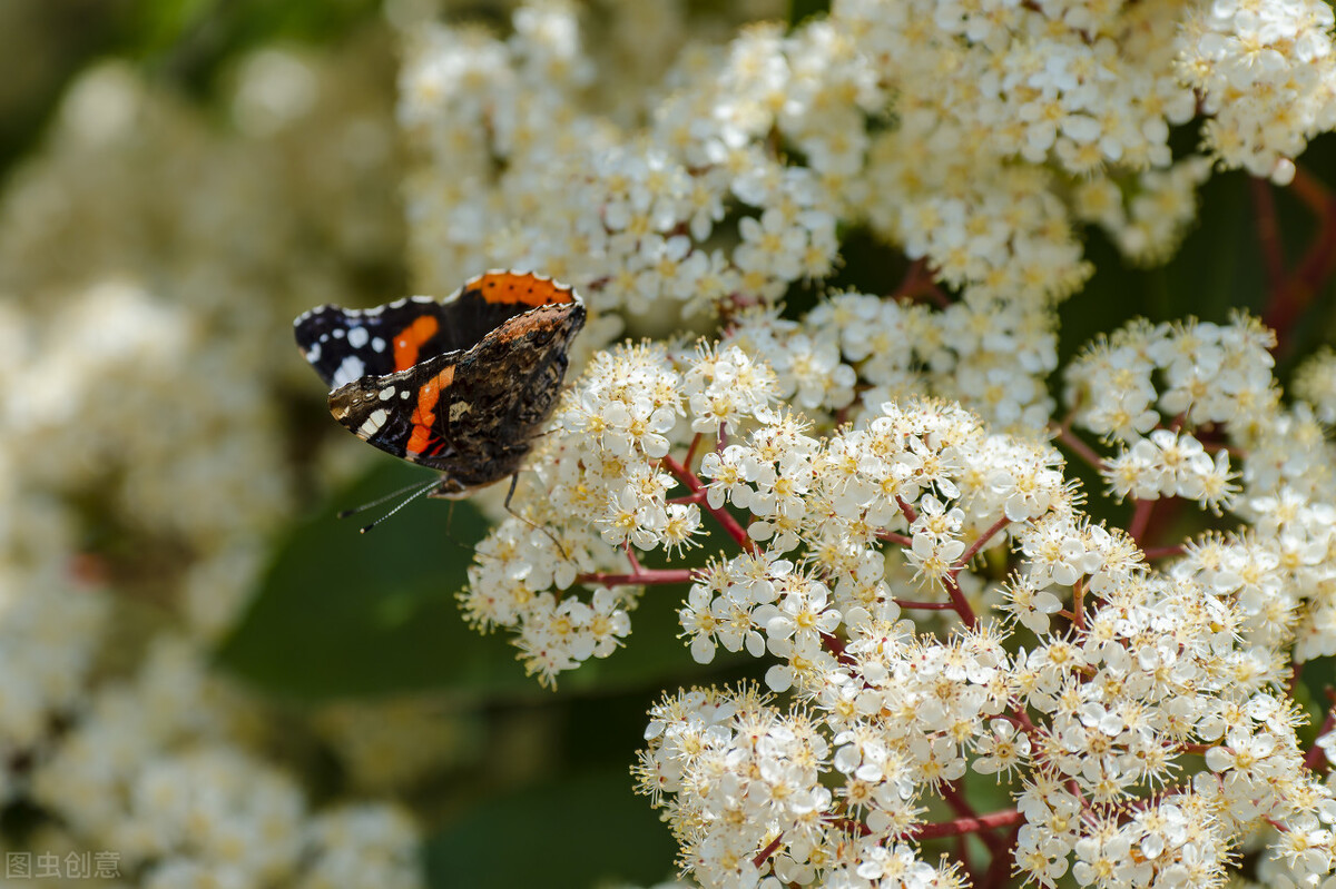 石楠花為什么叫最污花 (石楠花為什么是精子味)