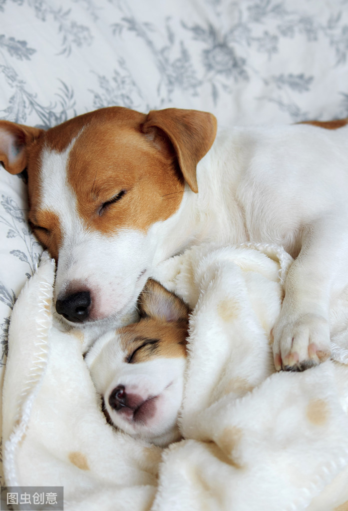 為什么狗狗放我里面就變大(為什么狗狗放我里面就變大圖片)