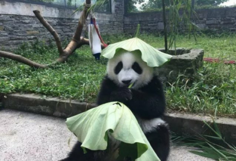 為什么叫綠帽子(綠帽子的真正含義)