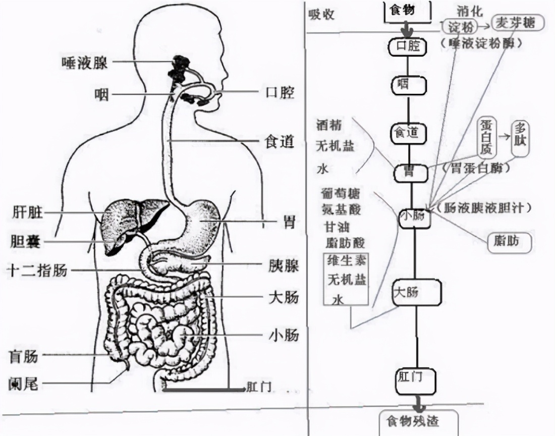 消化液有哪些 胃里的消化液有哪三種