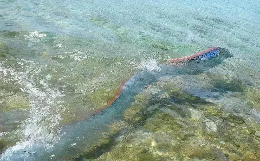 世界上真的有龍嗎（龍存在的十大證據(jù)）