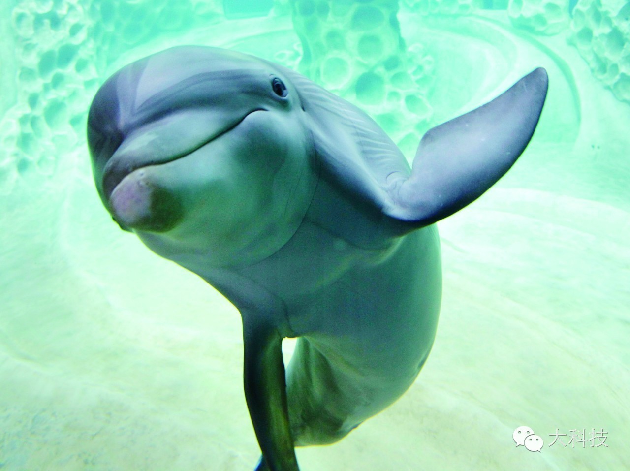 海豚是哺乳動物嗎(海豚是不是吃奶長大的)