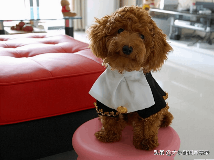 女生為什么不能養泰迪(為什么女生養泰迪很尷尬)