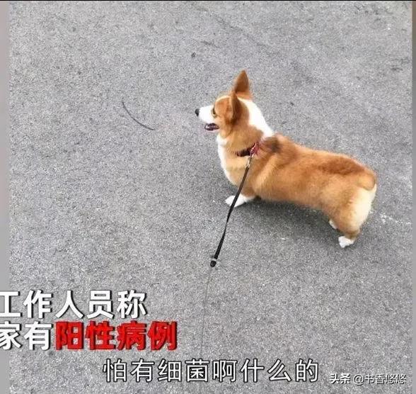 上海一柯基被打死（上海被打死柯基主人發(fā)聲）