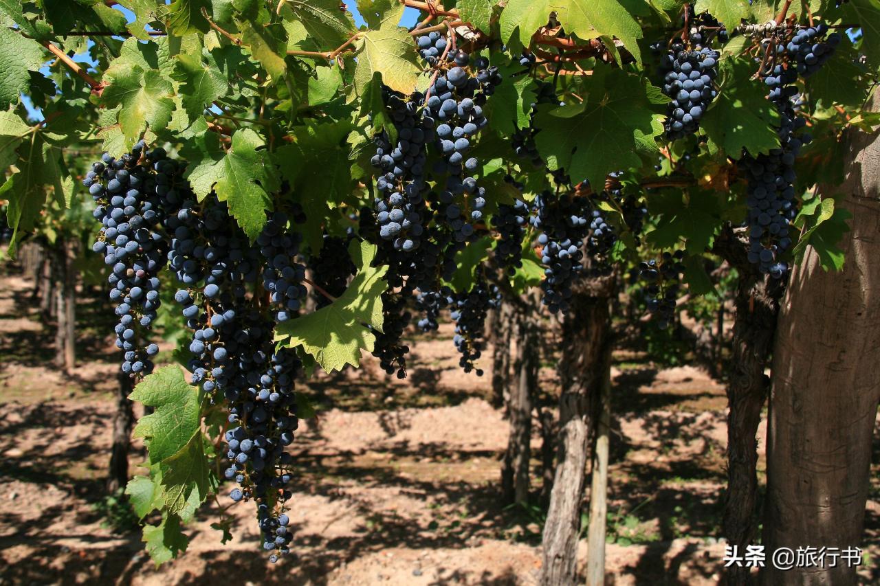 智利為什么對中國人好（中國智利關系為什么好）