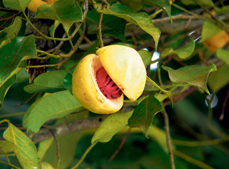 豆蔻年華是指多少歲(花樣年華是指多少歲)
