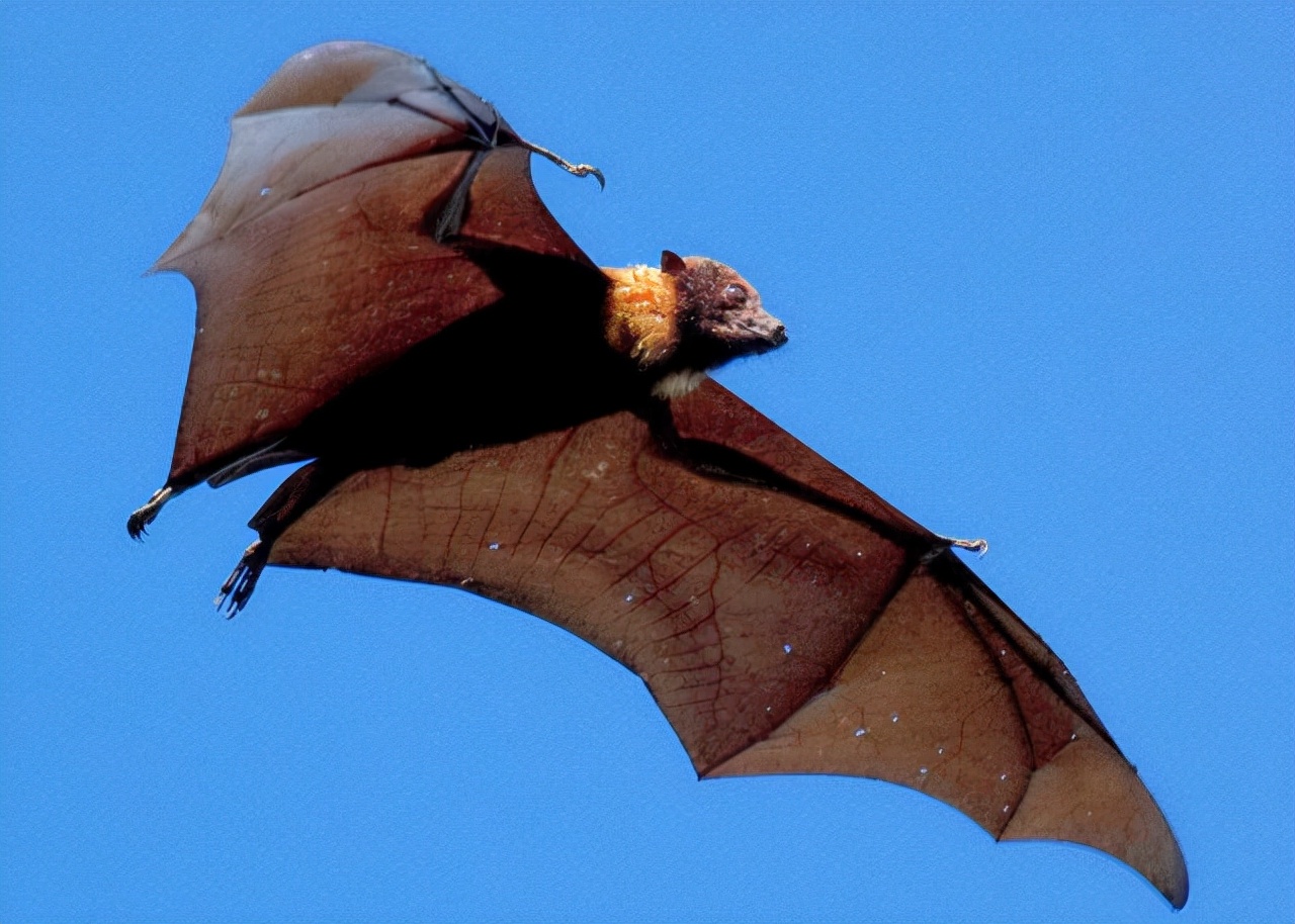 為什么中國沒有埃博拉 (埃博拉為何自己消失了)