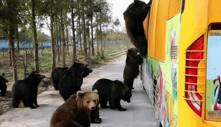 為什么被熊吃最痛苦 (為什么熊吃了人一定要擊斃)