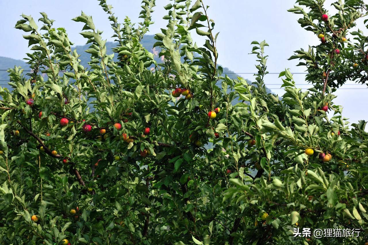 開原市屬于哪個市