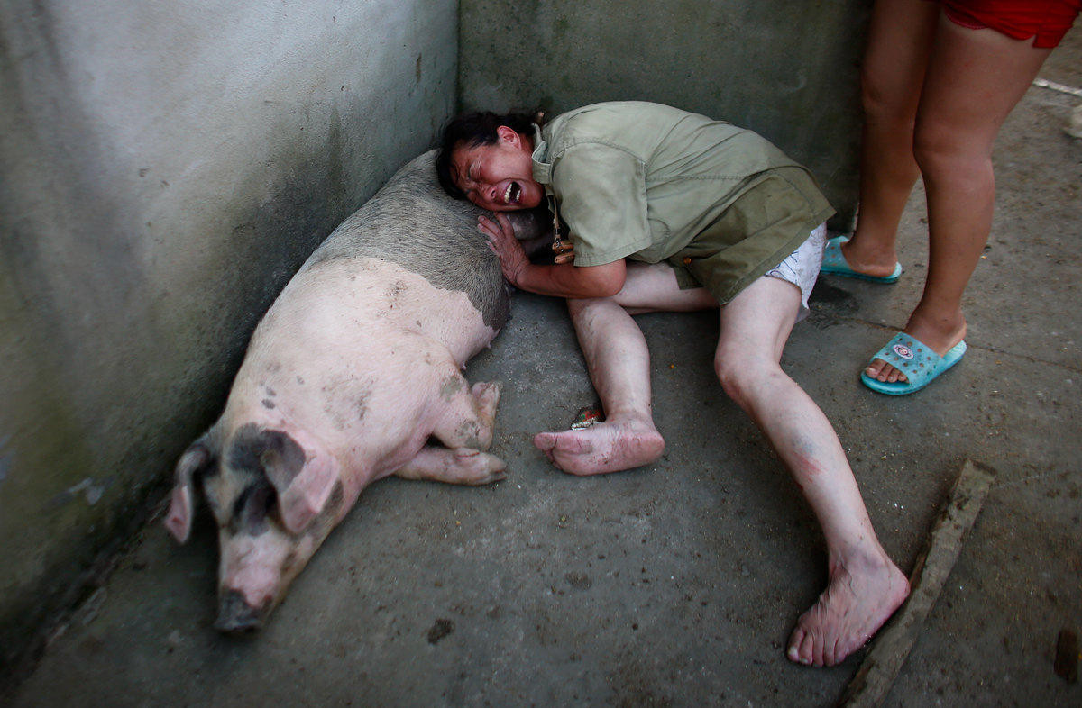 合作養豬哪個公司可靠(哪里有合作養豬公司)