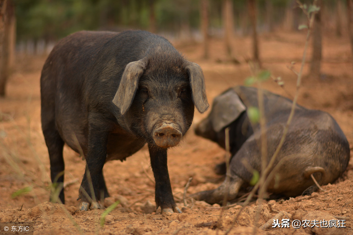 槽頭肉是哪個部位 槽頭肉圖片
