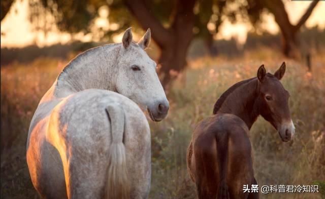 中日算混血兒?jiǎn)幔ǘ际莵喼奕四芙谢煅獑幔? width=