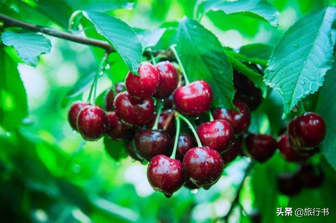 智利為什么對中國人好（中國智利關系為什么好）