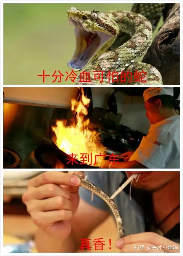 廣東人喜歡吃什么（惡心的廣東人什么都吃）