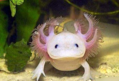 世界上最珍貴的動物（什么動物最珍貴）