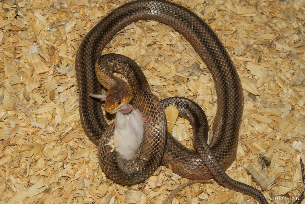 世界上最大的老鼠(世界上最大的生物)