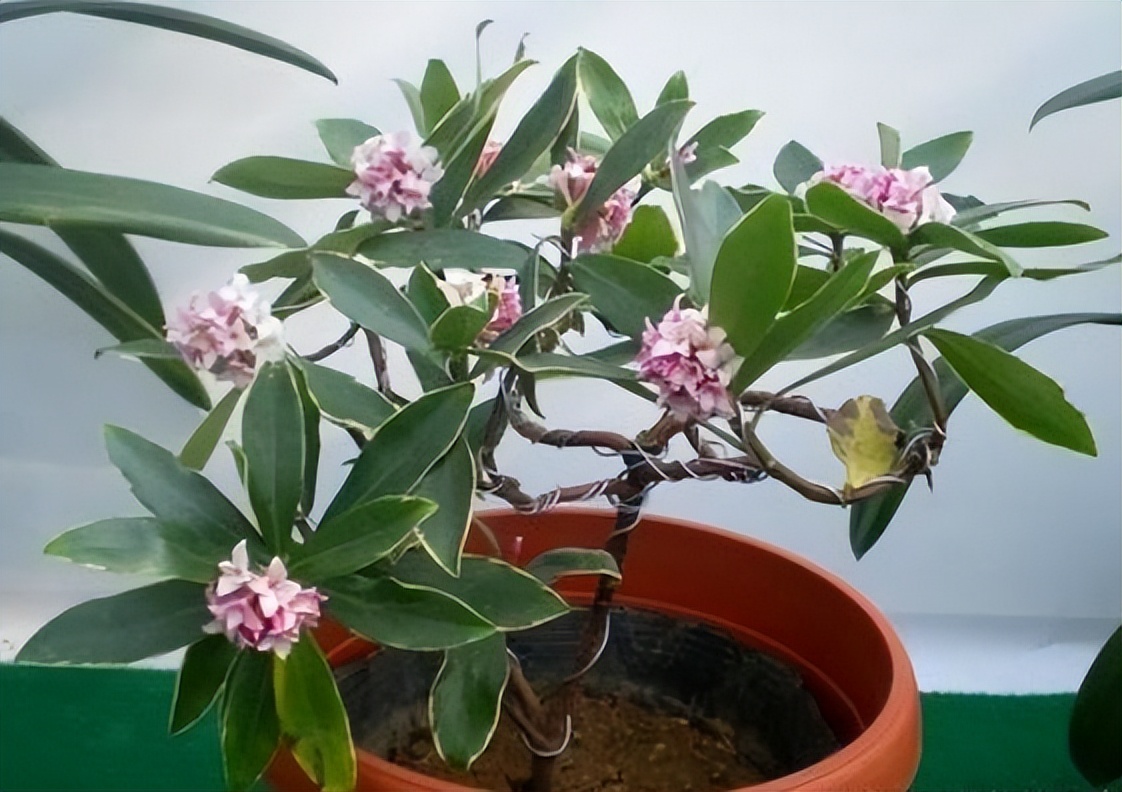 最香的花排名第一名（什么花最香最持久）