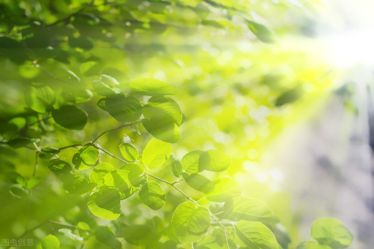 只言溫暖不語悲傷什么意思 女生說只言溫暖不語悲傷什么意思