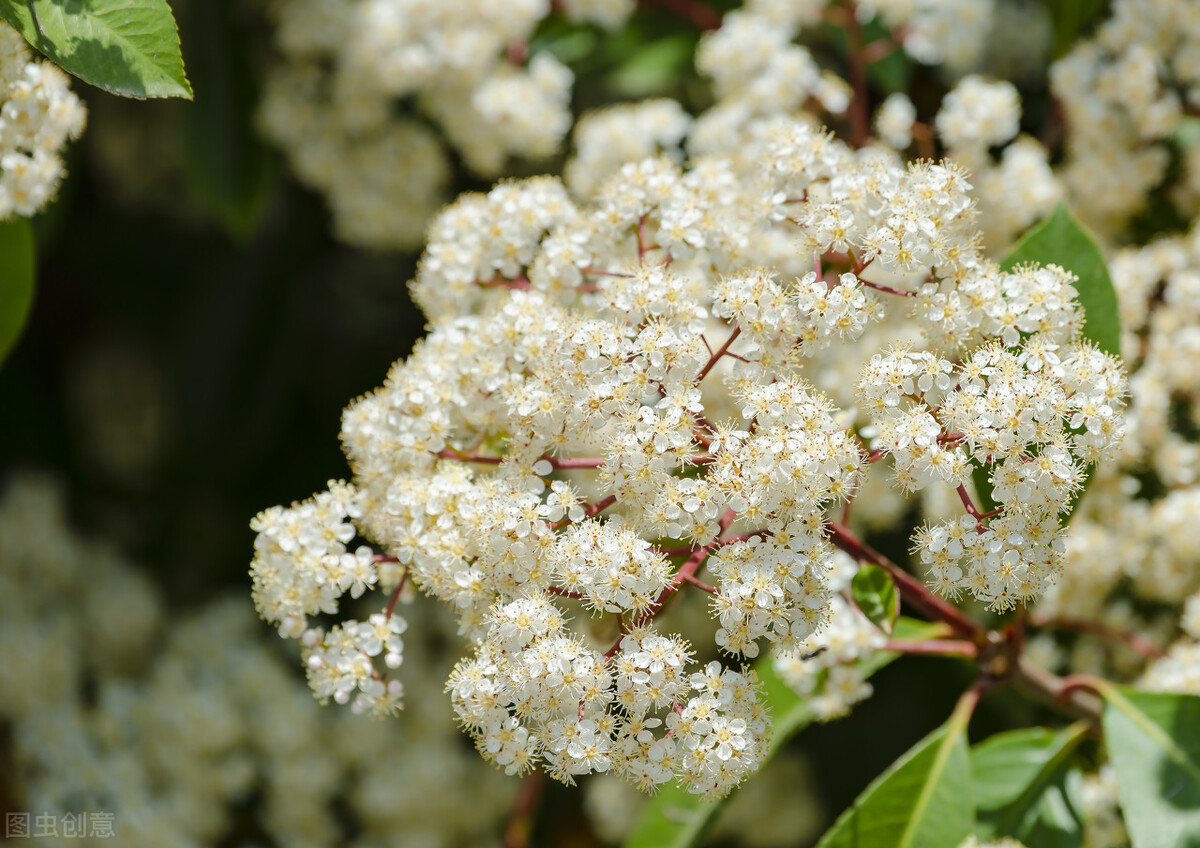 石楠花為什么叫最污花 (石楠花為什么是精子味)