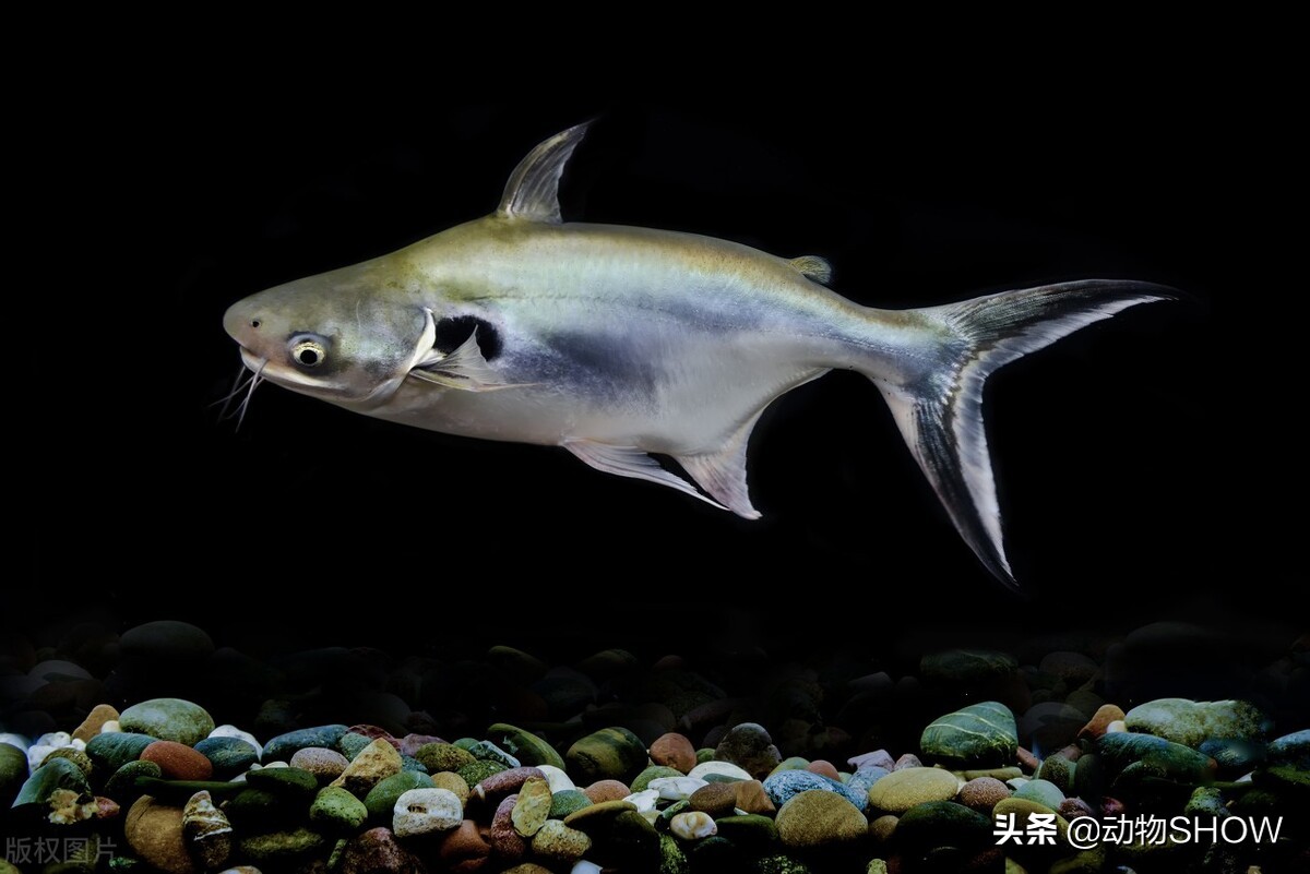 世界上最大的魚（世界上最可愛的魚）