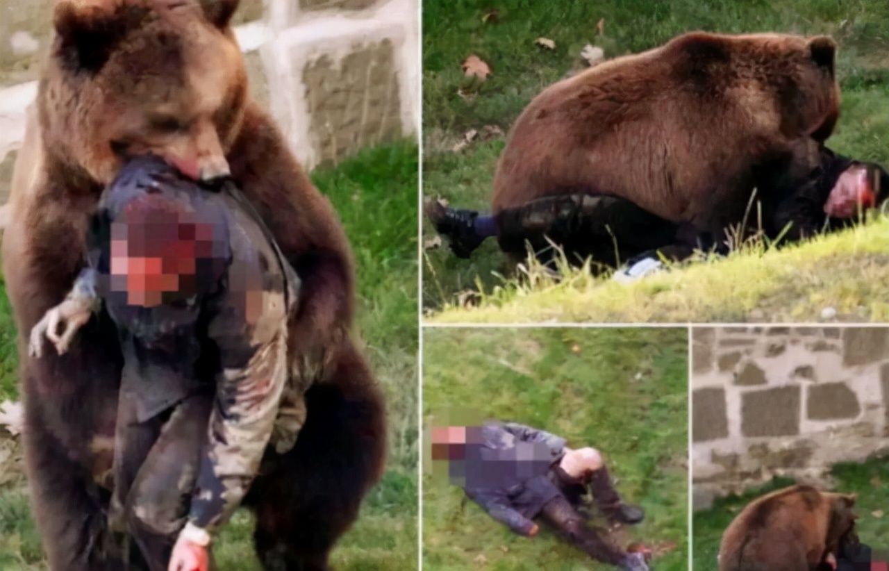 為什么被熊吃最痛苦 (為什么熊吃了人一定要擊斃)