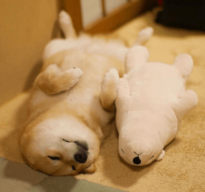 狗為什么會叫(狗狗突然狂叫是什么原因)