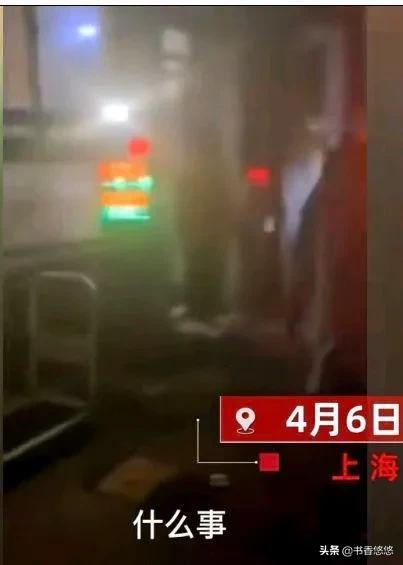 上海一柯基被打死（上海被打死柯基主人發(fā)聲）