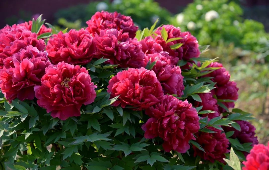 江州市屬于哪個省