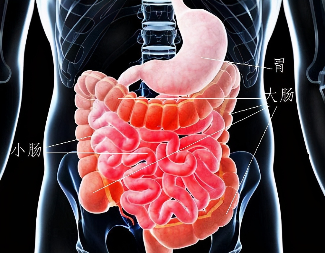 消化液有哪些 胃里的消化液有哪三種