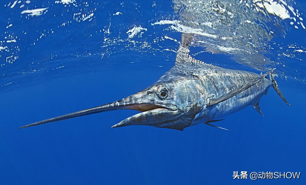 世界上最大的魚（世界上最可愛的魚）