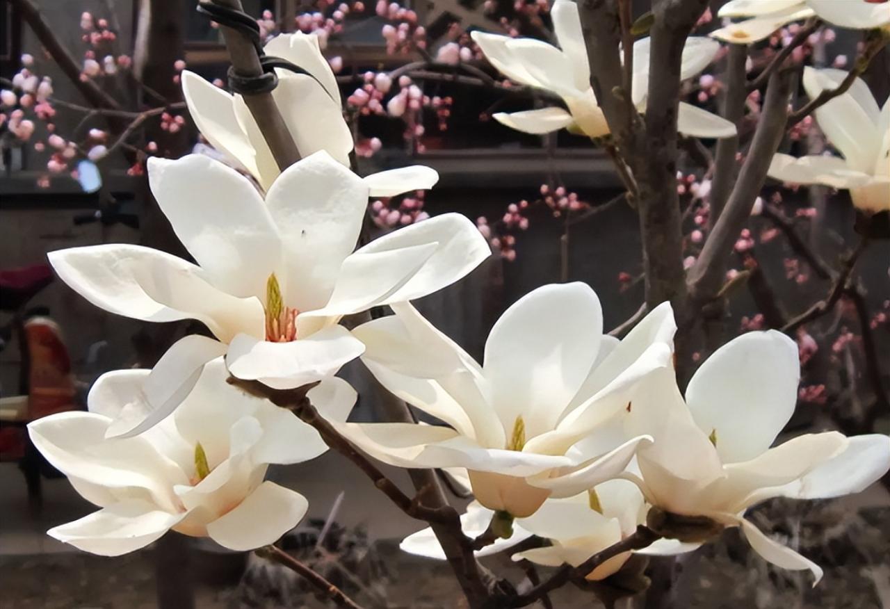 十大最香的花排名（十大公認最好聞的花香）