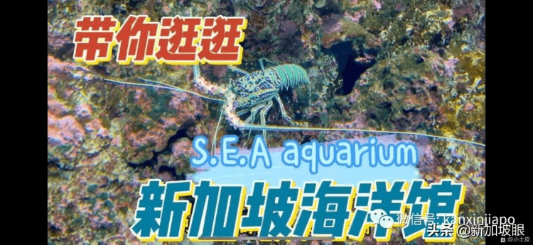 中國最大的海洋館在哪個地方（最大值得去的海洋館排名）