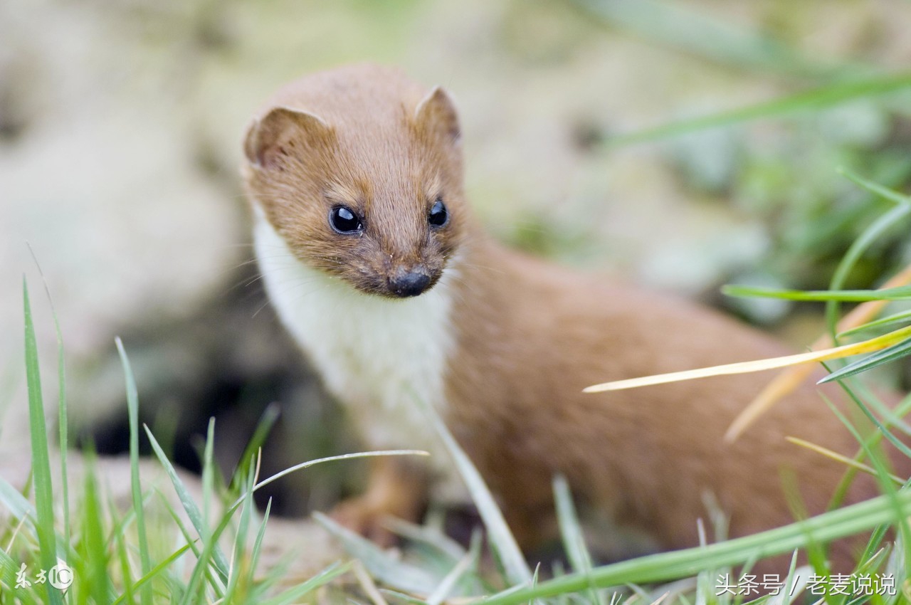 正神轉世的人帶有封印（身上有正神的人都厲害）