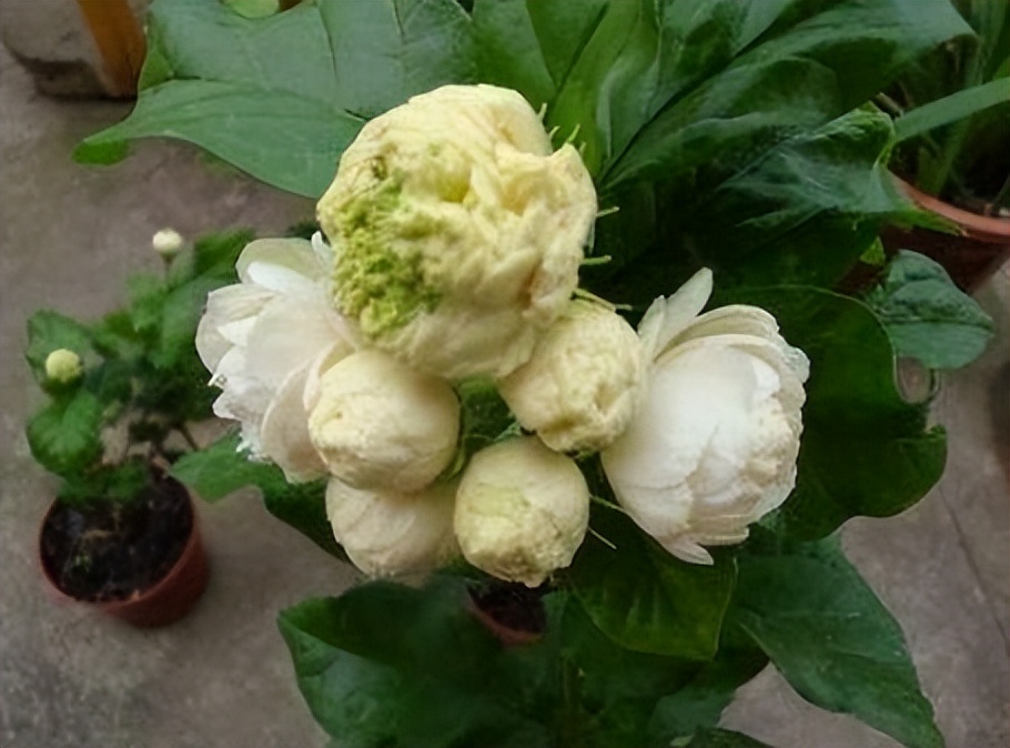 最香的花排名第一名（什么花最香最持久）