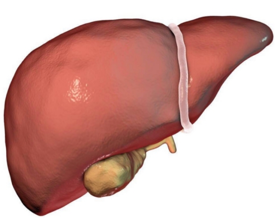 夜里兩點醒來睡不著是什么問題 夜里2點到3點醒與肝臟,怎樣調理