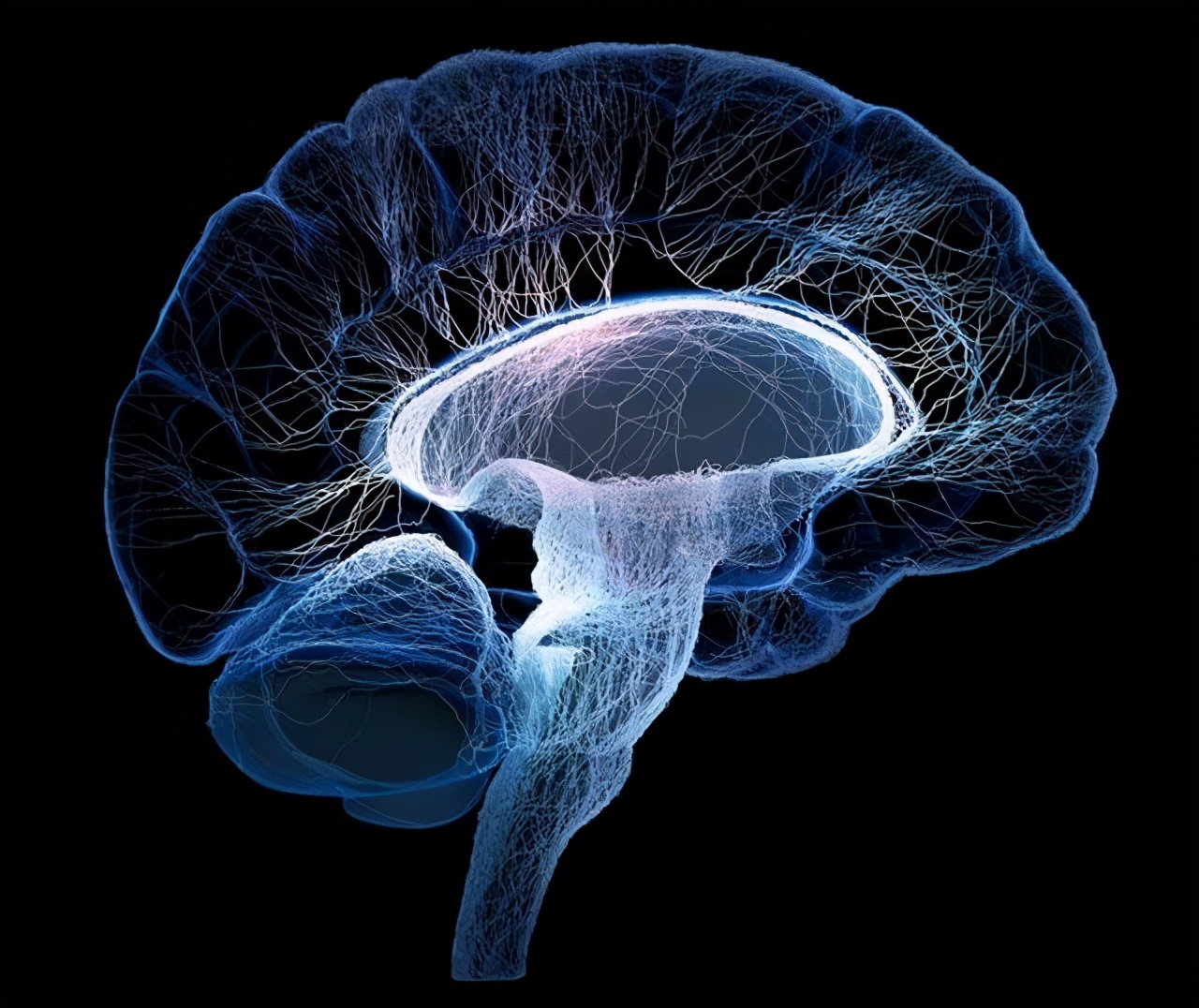 世界上最長壽的人（世界上最長壽的烏龜）