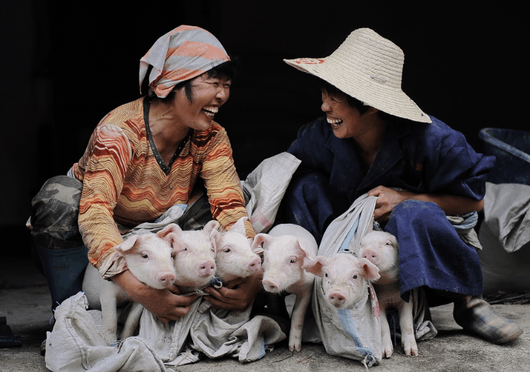 合作養豬哪個公司可靠(哪里有合作養豬公司)