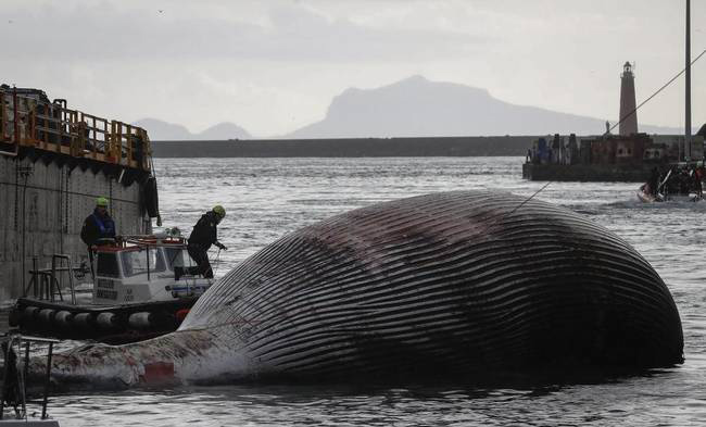 鯨魚為什么會擱淺 (鯨魚擱淺死亡的原因)