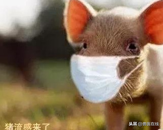 豬流感是哪一年（豬流感持續(xù)了多長(zhǎng)時(shí)間怎么結(jié)束的）