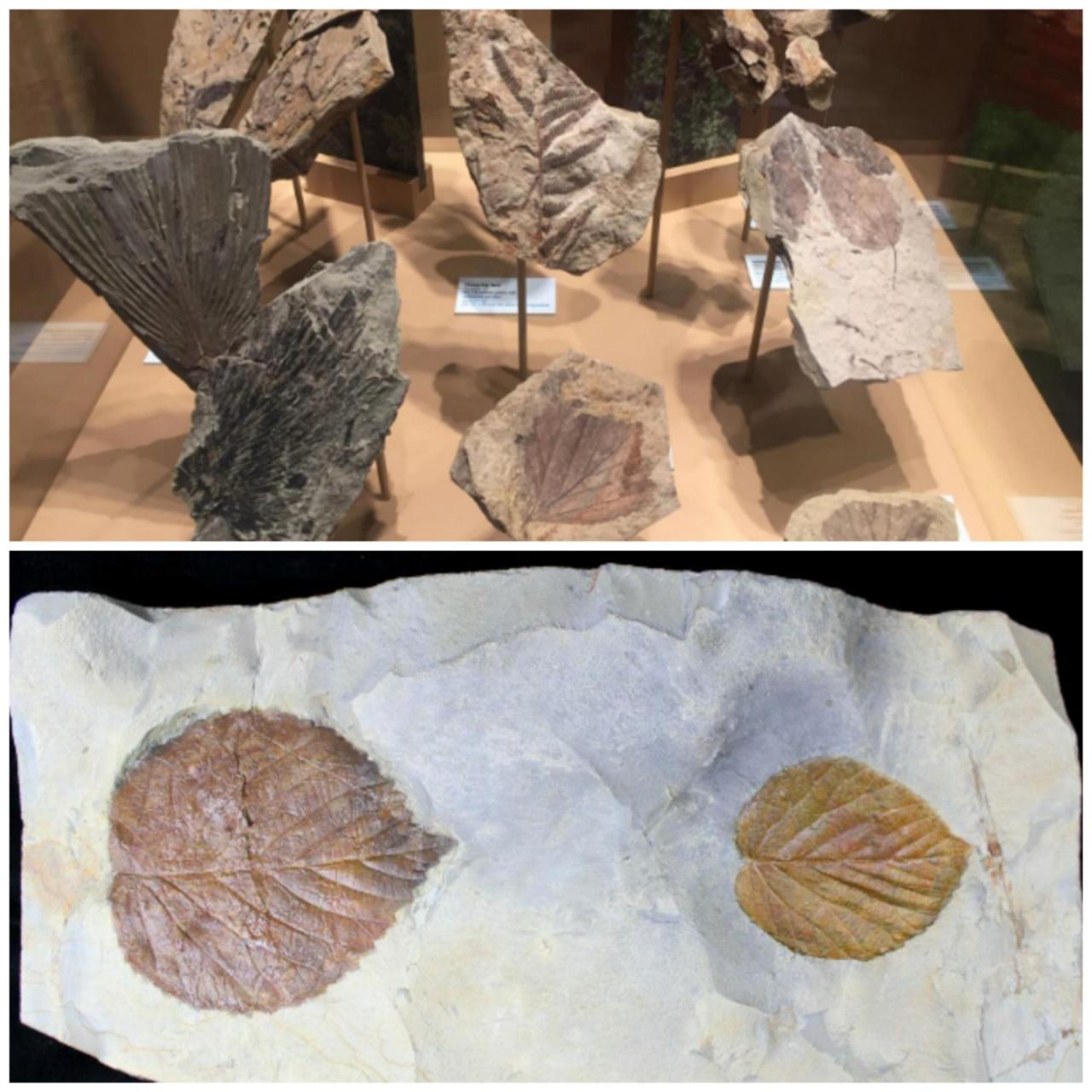 世界上最大的蛇(世界上最大的蛇有多大)