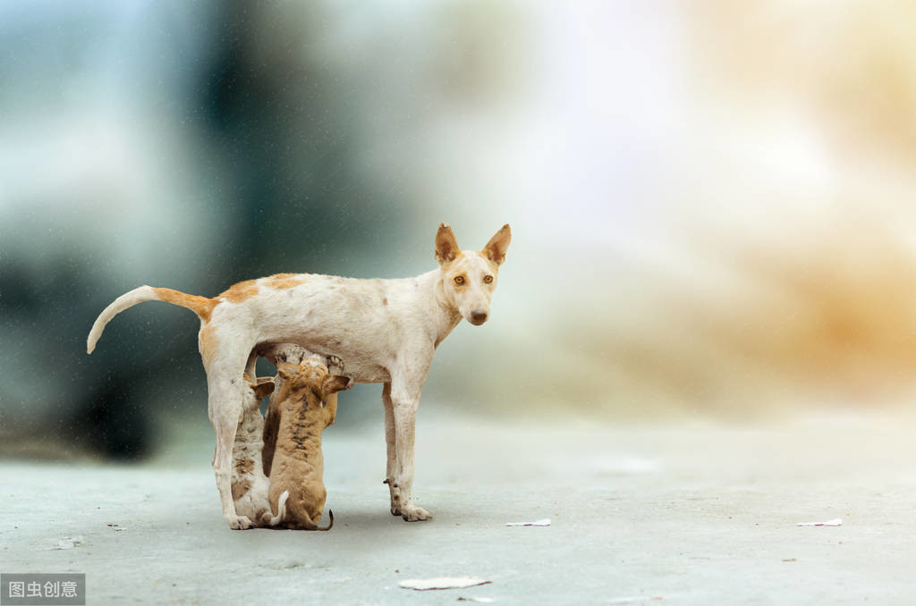 為什么狗狗放我里面就變大(為什么狗狗放我里面就變大圖片)