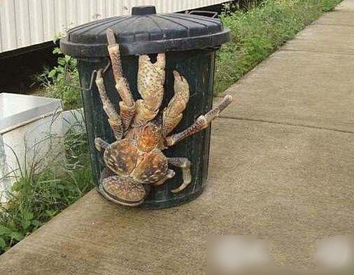 世界上最珍貴的動物（什么動物最珍貴）